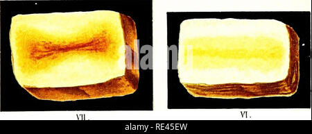 . Atlas et principes de bactériologie et texte-livre de diagnostic bactériologique spécial. La bactériologie. Lith. Anst K, Heichhold^ Munchen. Veuillez noter que ces images sont extraites de la page numérisée des images qui peuvent avoir été retouchées numériquement pour plus de lisibilité - coloration et l'aspect de ces illustrations ne peut pas parfaitement ressembler à l'œuvre originale.. Lehmann, K. B. (Karl Bernhard), 1858-1940 ; Neumann, Rudolf Otto, 1868- coauteur ; Weaver, George H. (George Howitt), b. 1866 ed. Philadelphie et Londres, W. B. Saunders &AMP, le nom de l'entreprise Banque D'Images