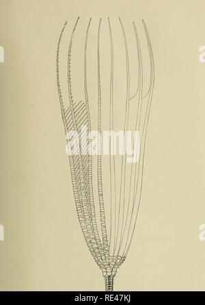 . Echinoderma de l'Indian Museum ... Recueillis par la Marine indienne Royal Investigator enquête. ... Les échinodermes. Fig. 48.-Comastrocrinus springeri. Je&lt;ateral vue de l'état.. Veuillez noter que ces images sont extraites de la page numérisée des images qui peuvent avoir été retouchées numériquement pour plus de lisibilité - coloration et l'aspect de ces illustrations ne peut pas parfaitement ressembler à l'œuvre originale.. Musée indien ; Chercheur (navire d'inspection maritime). Calcutta : imprimés par ordre de l'administration de l'Indian Museum Banque D'Images