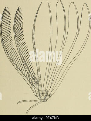 . Echinoderma de l'Indian Museum ... Recueillis par la Marine indienne Royal Investigator enquête. ... Les échinodermes. A. H. CLARK : L'CRmOIDS DE L'OCÉAN INDIEN. 129 quinzième et seizième brachials (la deuxième parfois omis), et distalement à intervalles de sept à dix articulations musculaires obliques. Pd 4"5 mm. de long, modérément stout basally, mais effiler rapidement dans la proxi- mal la moitié et minces distalement, avec vingt segments, d'abord environ deux fois plus large que longue, devenir carré après la huitième ; la deuxième à la septième seg- ments sont assez fortement carinate ; Pj tr Banque D'Images