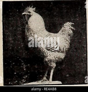 . L'poultryman. Les périodiques de la volaille, des fruits de périodiques. L'POULTRYMAN. La lumière 175 1967 Brahmas poulets nouvellement éclos. Oeufs à couver. Catalogue sur demande. CHAS. L CUSHMAN, 239, avenue de Minot, Auburn, Maine. '-^ OLD HOMESTEAD COUVEUSE est le seul fait de la couveuse dans le "monde qui vous faites passer son nombre de poussins jusqu'à ce qu'ils sont trois mois. Nous faisons trois tailles, 30, 50 et 100 poussins. Catalogue gratuit. OLD HOMESTEAD COUVEUSE Co., New York, Massachusetts. INPIIDATnD^ trente jours de procès. illuUDn Uflw J La seule machine parfaite d'affaires dans le monde. Notre grande illust Banque D'Images