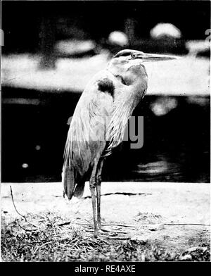 . L'oiseau, sa forme et sa fonction. Les oiseaux. 156 l'oiseau les hérons sont les "toujours-pêcheurs' du monde des oiseaux, et de se présenter dans les bas-fonds, silencieux et immobile comme les roseaux autour d'eux, avec leur lance-hke bec dans le repos et le cou. Fig. 120.-Le Grand Héron, un chasseur encore. (Sanborn, photographe. Avec la permission de X. Y. Zoological Society.) lors d'une sèche-trigger maintien naturel. Nous voyons donc que peu d'espèces de poissons, de l'humble à la lamproie jewelled omble de fontaine, échapper à la vue perçante d'oiseaux, et même lorsque le deca^'ed. Veuillez noter que ces images sont extraites de la page numérisée des images qui peuvent avoir été numériquement Banque D'Images