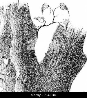 . Nidification des oiseaux de l'Inde. Un calendrier des saisons de reproduction, et un guide populaire aux habitudes et d'oiseaux hante. Les oiseaux ; les oiseaux. . Veuillez noter que ces images sont extraites de la page numérisée des images qui peuvent avoir été retouchées numériquement pour plus de lisibilité - coloration et l'aspect de ces illustrations ne peut pas parfaitement ressembler à l'œuvre originale.. Marshall, G. F. L. (George Frederick Leycester), 1843-1934. Appuyez sur le centre de Calcutta Calcutta, Co. Banque D'Images