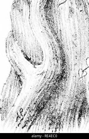 . Nidification des oiseaux de l'Inde. Un calendrier des saisons de reproduction, et un guide populaire aux habitudes et d'oiseaux hante. Les oiseaux ; les oiseaux. . Veuillez noter que ces images sont extraites de la page numérisée des images qui peuvent avoir été retouchées numériquement pour plus de lisibilité - coloration et l'aspect de ces illustrations ne peut pas parfaitement ressembler à l'œuvre originale.. Marshall, G. F. L. (George Frederick Leycester), 1843-1934. Appuyez sur le centre de Calcutta Calcutta, Co. Banque D'Images