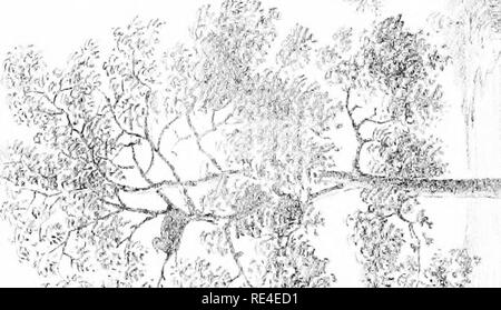 . Nidification des oiseaux de l'Inde. Un calendrier des saisons de reproduction, et un guide populaire aux habitudes et d'oiseaux hante. Les oiseaux ; les oiseaux. ,Il, ^^-  %"-. IE CO UJ I. Veuillez noter que ces images sont extraites de la page numérisée des images qui peuvent avoir été retouchées numériquement pour plus de lisibilité - coloration et l'aspect de ces illustrations ne peut pas parfaitement ressembler à l'œuvre originale.. Marshall, G. F. L. (George Frederick Leycester), 1843-1934. Appuyez sur le centre de Calcutta Calcutta, Co. Banque D'Images