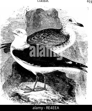 . Un manuel illustré de la oiseaux. Les oiseaux. lariDjt :,. Le moindre Goéland marin. Larus, Ftjscus Linnaeus. Bien que résidant dans les îles britanniques, à l'exception, peut-être, dans le nord-Cette espèce est beaucoup plus local que le Herring-Gull dans sa distribution au cours de la saison, en raison de son goût pour les pentes herbeuses ou à sommet plat et les îles éloignées, plutôt que pour des falaises escarpées. Dans le sud de l'Angleterre, ses lieux de nidification sont presque confinée à Devon et Cornwall ; mais plusieurs colonies existent dans le pays de Galles et l'île de Man ; tandis que sur les mousses '' et '' les flux de Cumberland c'est tellement un Banque D'Images