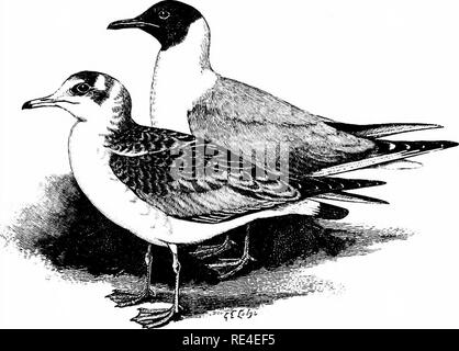 . Un manuel illustré de la oiseaux. Les oiseaux. ^ LARIDÉES. 66s. La mouette. Larus, RiDiBtJNDUs Linnaeus. Cette espèce, qui pourrait être plus justement nommée la mouette à tête brune, pour le capot n'est certainement pas black-sont généralement réparties tout au long de l'année sur les parties plates de nos côtes, le recours au printemps pour les situations marécageuse près de la mer- côte et même plus pour les meres. Le drainage, la culture, com- merce (comme dans le cas de Fleetwood) et d'autres causes, ont conduit à la destruction de nombreux ' gulleries, bien que le Des oiseaux ont simplement betaken eux-mêmes à d'autres situations, Banque D'Images