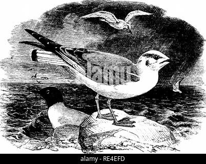 . Un manuel illustré de la oiseaux. Les oiseaux. ^ LARIDÉES. 661. Mouette de Bonaparte. LaRUS Philadelphia (Ord). C'est à Thompson à nouveau que nous sommes redevables pour le premier avis de l'occurrence de cette espèce dans les îles Britanniques ; il avoir identifié correctement un exemple obtenu près de Belfast sur février 1848, St J qui a été amenée à lui avant qu'il était écorché. En Ecosse, un adulte exposé à une réunion de la Société zoologique de Londres en 1884, a été tourné sur le Loch Lomond à propos de la fin d'avril 1850, par Sir George H. Leith-Buchanan. En Angleterre, un oiseau immature a été tué dans le port de Falmouth Banque D'Images