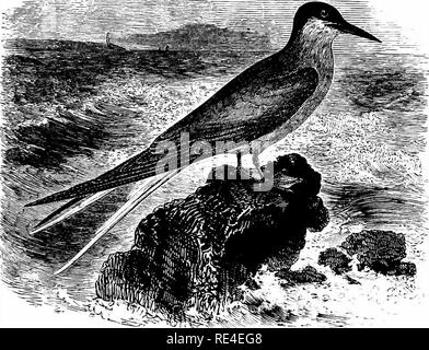 . Un manuel illustré de la oiseaux. Les oiseaux. ^ LARIDÉES. 649. La sterne arctique. Sterna macri5ra, Naumann. Le nord de ce représentant de l'espèce semble être la seule que les nids de sternes dans les Shetland, tandis que vers le sud, elle prédomine sur la décidément la sterne commune dans les Orcades, les Hébrides extérieures, et le long de la côte ouest de l'Écosse à l'île de Skye. Sur le côté est de la Grande Bretagne il se reproduit dans plusieurs localités jusqu'à la renommée des îles, au sud de laquelle il n'est connu qu'au passage. Dans l'ouest de l'Angleterre il niche sur l'île de Walney, où, cependant, la Sterne pierregarin sont plus nombreuses que Banque D'Images