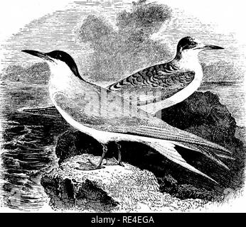 . Un manuel illustré de la oiseaux. Les oiseaux. ^ LARIDÉES. 647. La sterne pierregarin. Sterna fluviatilis, Naumann. La Sterne pierregarin est à juste titre nommé ainsi en ce qui concerne le sud et même une plus grande partie des îles Britanniques, mais il n'est envisager- en mesure de la difficulté à dessiner ses gammes avec l'été du nord de l'exacti- tude, en raison du fait que ce tours les limites sud de la sterne arctique. En gros, je crois que la sterne pierregarin est l'espèce prédominante le long des rives du canal et sur le côté ouest de la Grande Bretagne au nord jusqu'à l'île de Skye, tandis qu'à l'est c'est foun Banque D'Images