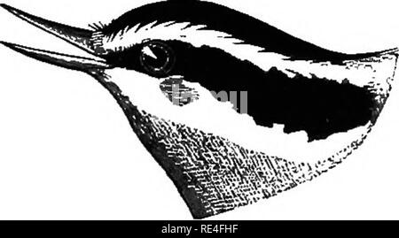 . Les oiseaux de l'Indiana ; un catalogue descriptif des oiseaux qui ont été observés au sein de l'état, avec un compte de leurs habitudes. Les oiseaux. Les oiseaux de l'Indiana. Au début de mai 1133, "et de nouveau en septembre. Parfois, cependant, il sera trouvé la migration au début de mars, et seront abondants en octobre. D'autres années, il se produit localement comme un résident d'hiver rare, non seulement au nord jusqu'à notre frontière du nord, mais encore plus au nord en Illi- nois-Lake Forest (Parker), et sur l'au-delà de Palmer, sur la péninsule supérieure du Michigan, où, M. 0. B. "Warren m'informe, c'est un résident permanent. Banque D'Images