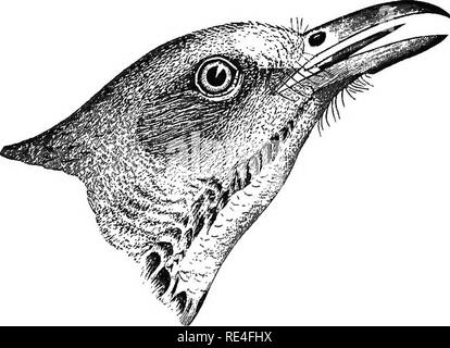 . Les oiseaux de l'Indiana ; un catalogue descriptif des oiseaux qui ont été observés au sein de l'état, avec un compte de leurs habitudes. Les oiseaux. 1112 Kepokt d'État géologue. par fermer le couvercle, apparemment déménagement plus tôt dans les vallées fluviales. Dans le Wabash Valley il migre plus tôt qu'ailleurs. Les arrivées plus tôt demander plus étendues de la vallée où il n'est comme un abri contre les vents froids et une grande exposition au soleil. Là, ils se trouvent parfois d'une à deux semaines que dans earKer à proximité des quartiers. Dans l'extrême sud de l'État qu'ils apparaissent en mars ; Banque D'Images