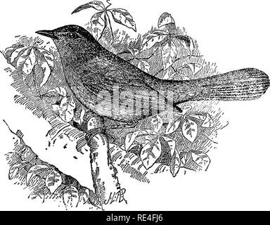 . Les oiseaux de l'Indiana ; un catalogue descriptif des oiseaux qui ont été observés au sein de l'état, avec un compte de leurs habitudes. Les oiseaux. Les oiseaux de l'Indiana. 1109 bon compte de ses actions. Il peut dire de son propre préjudice contre elle, mais whieli est aji expression d'une antipathie générale à cet oiseau familier â. Pourquoi c'est ainsi, je suis sûr que je ne peux pas, pour le Moqueur chat est digne de respect et un bon traitement. Ils fréquentent les marais, les taillis, les ravins broussailleux et lieux similaires dans les localités se sont installés, mais sont plus abondants où le pays est plus fréquente, très peuplées, jardins Banque D'Images