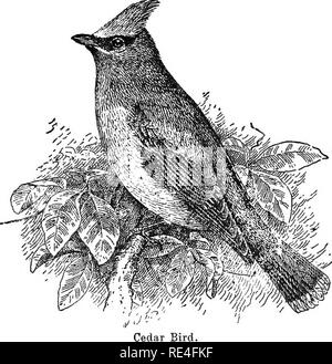 . Les oiseaux de l'Indiana ; un catalogue descriptif des oiseaux qui ont été observés au sein de l'état, avec un compte de leurs habitudes. Les oiseaux. BiEDS d'Indiana. 1003, nid dans l'arbre, de cinq à vingt-cinq pieds de haut, ou bush, dans un verger, pelouse, grove, etc. ; de brindilles, écorces, feuilles, etc., bordée d'herbe et les cheveux. E^ggs, 3-5 ; blnish-gris, ou en couleur, plus d'ot moins distinctement tachetées de noir et brun foncé ; .87 par .61. Sauf pendant la saison de reproduction, le jaseur le gre- garious sont, errant sur le pays en groupes, généralement de six à twen- ty-cinq, sometinies d'une centaine ou plus. Ils r Banque D'Images