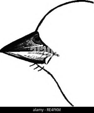 . Les oiseaux de l'Indiana ; un catalogue descriptif des oiseaux qui ont été observés au sein de l'état, avec un compte de leurs habitudes. Les oiseaux. 972 Ebpoet d'État géologue. Longueur, 6.20-7.50 ; Wing, 3.30-3.70 ; la queue, 2.80-3.15. Eange.-est de l'Amérique du Nord, des pays du Golfe à l'Alaska et la côte de l'Arctique. Races de l'embouchure du fleuve Saint-Laurent au nord du Manitoba et Eiver. Hiverne du sud de l'Indiana et vir- ginia sud. Nid, sur le sol ou en brousse, ou faible ; l'arbre d'herbe, de radicelles et de mousse, garni de poils et de plumes. Oeufs, 4 à 5, bleu pâle, uniformément fortement mouchetée ou blotched avec umbf Banque D'Images