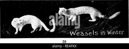 . L'élevage de gibier pour le profit et le plaisir. Un manuel sur les dindes sauvages, perdrix, cailles ou perdrix, canards sauvages et les faisans et perdrix grise introduites ; en particulier à leurs habitudes alimentaires, de contrôle, d'ennemis naturels et les meilleures méthodes de conservation et de reproduction : y compris, en outre, une annexe sur la poudre, charges, etc.. Jeu et jeu-oiseaux. Certains éleveurs ont admis les poules de fonctionner avec les jeunes oiseaux protégés en champs et bois, tout comme les poules sont autorisés à se déplacer avec leurs poulets, et beaucoup de succès est le résultat de cette méthode à la fois au jeu de l'état de fermes et sur privat Banque D'Images