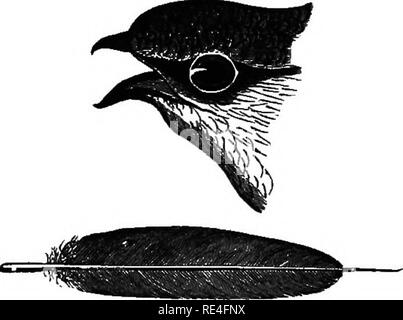 . Les oiseaux de l'Indiana ; un catalogue descriptif des oiseaux qui ont été observés au sein de l'état, avec un compte de leurs habitudes. Les oiseaux. 853 Eepokt d'État géologue. CYPSELI sous-ordre. Les martinets. XXXIV. MICROPODID^ la famille. Les martinets. ^TUKINiE sous-famille CH. Spine-tailed ramoneurs. a". La queue arrondie ou même ; plumes avec points épineux à la fin. Ch^tuba 100 100. Gknus.CH S;TURA Stephens. *170. (423). 1950-1997 Chsetura (Linn.). Chimney Swift. Synonyme, cheminée avaler.. Tête et queue de plumes Martinet ramoneur. La taille naturelle. Au-dessus, brun-marron, avec légère brillance verdâtre ; ailes, noir. Ci-dessous, plus pâle ; chin Banque D'Images