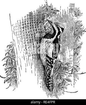 . Les oiseaux de l'Indiana ; un catalogue descriptif des oiseaux qui ont été observés au sein de l'état, avec un compte de leurs habitudes. Les oiseaux. 834 Ebpoet eologist G-d'État. 94. Gkniis APIOITS SPHTB.Baied. *162. (402). Sphyrapicus varius (Linn.). Pic maculé. Synonymes, Yehow à ventre roux, Williamson.. Pic maculé. tBeal.-Bulletin no 7, Section de l'ornithologie et mammalogie, Ministère de l'Agriculture des États-Unis, p. 28.) mâle adulte.-Couronne, le front, le menton et la gorge, cramoisi ; autres jusqu'- par pièces, noire, marquée, ou bariolées de blanc ou blanc jaunâtre ; une ligne Banque D'Images