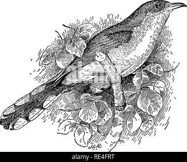 . Les oiseaux de l'Indiana ; un catalogue descriptif des oiseaux qui ont été observés au sein de l'état, avec un compte de leurs habitudes. Les oiseaux. Les oiseaux de l'Indiana. Longueur 823, 11.90-13.70 ; Wing, 5.40-5.80 ; la queue, 6.00-6.15. Eange.-est de l'Amérique du Nord, du Costa Eica et Antilles vers le nord jusqu'à 'New Brunswick, du sud de l'Ontario et le Minnesota. Races de la Floride et de l'est du Texas vers le nord. Hiverne au sud de United States. Nid, une simple plate-forme de brindilles, dans les buissons ou dans les arbres, de 4 à 30 pieds de hauteur. Oeufs, 3 à 5, rarement 6 ou 7 ; la lumière bleu-vert ; 1,31 par 0,88.. Coulicou à bec jaune. (Être.'iL-Bulletin des Agriculteurs Banque D'Images