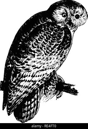 . Les oiseaux de l'Indiana ; un catalogue descriptif des oiseaux qui ont été observés au sein de l'état, avec un compte de leurs habitudes. Les oiseaux. Les oiseaux de l'Indiana. 817 meroiis et étaient généralement distribués. Ils ont été à nouveau observées sur la partie nord de l'État en 1889-1890. Les premiers apparaissent- ances sont tôt dans NoTember, et la plupart d'entre eux sont généralement vus dans ce mois et Décembre. J'^g énéralement, ils sont partis en février, bien que l'un a été signalé de Valparaiso, le 31 mars 1887 (Trouslot) ; et M. C. E. Aiken m'informe d'un remarqué "A propos", mai 1870, dans le comté de Lake. En plus d'un lot Banque D'Images