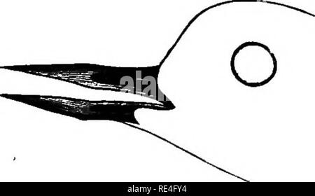 . Les oiseaux de l'Indiana ; un catalogue descriptif des oiseaux qui ont été observés au sein de l'état, avec un compte de leurs habitudes. Les oiseaux. Les oiseaux de l'Indiana. 745 nid, un creux dans la masse, bordée d'herbe. Oeufs, 3-4 ;- verdâtre terne, repéré tous les plus de brun ; 1,60 par 1,17. Eare migrant. Sauf le long du lac Michigan il est presque inconnu. Mais il y a deux enregistrements de l'intérieur de l'État. M. Hay- mond observé dans le comté de Franklin (Ind. Geol. Eept. 1869, p. 328). 30 mai 1888, M. Euthven Deane observé dans Starke Comté. Mm. Eliot Blackwelder et C. A. Tallman a identifié deux Tu Banque D'Images