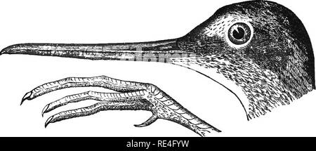 . Les oiseaux de l'Indiana ; un catalogue descriptif des oiseaux qui ont été observés au sein de l'état, avec un compte de leurs habitudes. Les oiseaux. Les oiseaux de l'Indiana. 719 53. Gkncs TOTANUS Bechstein. a'. Milieu toe pas plus de la moitié tant que tarse ; pattes jaune. Sous-genre glotte Koch. iK sur aile 7.00. T. melanoleucus (Gmel.). 62. En vertu de l'escadre 11. T. flavipes (Gmel.). Un^ près du doigt médian ou aussi longtemps que tarse ; jambes pas jaune. Sous-genre Helodromas Kaup. T. solitarius (Wils.). 102 103 104 sous-genre glotte Koch. 102. (254). Le tétanos melanoleucus (Gmel.). Plus de Yellow-jambes.. Tête et Pied de Gr Banque D'Images