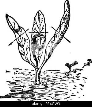 . Jardin des profits, le grand argent dans de petites parcelles. La culture maraîchère. Un cycle de l'ANNÉE DANS LE JARDIN avec 153, les plantes ne doivent pas obtenir un ; choisissez donc une belle journée ensoleillée, prendre un pan de semences ou le conseil et de lever une touffe de jeunes plants, les couvrant même si le temps est froid et avec un journal si le soleil brille. Ne pas retirer tout plus de. Au moment du repiquage semis couper qui ont développé plus de deux feuilles. Les lignes indiquent la quantité relative de surface des feuilles d'être enlevé cinquante à la fois. Lorsqu'elles sont plantées, revenir à la semence lit pour plus. Utiliser un peu de ju Banque D'Images