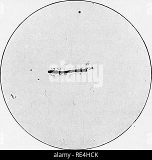 . Les micro-organismes et la maladie. Une introduction à l'étude de certains micro-organismes. Les micro-organismes. 120 MICRO-ORGANISMES ET LA MALADIE [chap.. Fig. 22.-Bacillus Tetani, montrant flagelles. Xiooo.. Veuillez noter que ces images sont extraites de la page numérisée des images qui peuvent avoir été retouchées numériquement pour plus de lisibilité - coloration et l'aspect de ces illustrations ne peut pas parfaitement ressembler à l'œuvre originale.. Klein, E. (Edward), 1844-1925. Londres, Macmillan et Co., Ltd. Banque D'Images