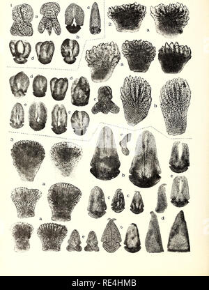. Les échinodermes asteroidea. L'expédition Antarctique australasienne (1911-1914) ; des étoiles ; Echinodermes. Expédition ANTARCTIQUE AUSTRALASIENNE SÉRIE C VOL VIII. 64. plaque. Veuillez noter que ces images sont extraites de la page numérisée des images qui peuvent avoir été retouchées numériquement pour plus de lisibilité - coloration et l'aspect de ces illustrations ne peut pas parfaitement ressembler à l'œuvre originale.. Koehler, R. (René ?), 1860-. Sydney : Imprimé par W. Applegate Gullick Banque D'Images