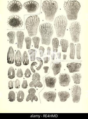 . Les échinodermes asteroidea. L'expédition Antarctique australasienne (1911-1914) ; des étoiles ; Echinodermes. Expédition ANTARCTIQUE AUSTRALASIENNE SÉRIE C VOL VIII 63. plaque. Veuillez noter que ces images sont extraites de la page numérisée des images qui peuvent avoir été retouchées numériquement pour plus de lisibilité - coloration et l'aspect de ces illustrations ne peut pas parfaitement ressembler à l'œuvre originale.. Koehler, R. (René ?), 1860-. Sydney : Imprimé par W. Applegate Gullick Banque D'Images