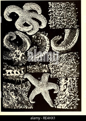 . Les échinodermes asteroidea. L'expédition Antarctique australasienne (1911-1914) ; des étoiles ; Echinodermes. L'EXPÉDITION ANTARCTIQUE AUSTRALASIENNE. Série C. VOL. VIII. La plaque 5.. Veuillez noter que ces images sont extraites de la page numérisée des images qui peuvent avoir été retouchées numériquement pour plus de lisibilité - coloration et l'aspect de ces illustrations ne peut pas parfaitement ressembler à l'œuvre originale.. Koehler, R. (René ?), 1860-. Sydney : Imprimé par W. Applegate Gullick Banque D'Images