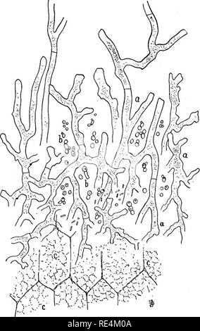 . Bactériologie pharmaceutique. Bactériologie, désinfection et de désinfectants. Les LEVURES ET MOISISSURES 303 Il existe de nombreuses variétés de Saccharomyces concerné dans la fabrication de la bière. Il existe plusieurs types de levures supérieur ou {Kahmhefe Oberhefe haut) et plusieurs sortes de bas ou plus bas {Unterkefe les levures), chacune possédant des propriétés spéciales. soi-disant Quelle part la plus ou moins incidemment organismes associés (comme les bactéries, les moisissures, et étrangers. Fig. 76.-Sak6. Des cellules de riz cuit à la vapeur (c) attaqué par l'hyphse (a) d'Aspergillus qui oryzce rinized dex sur les amidon de riz, la convertir Banque D'Images