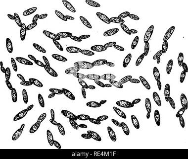 . Bactériologie pharmaceutique. Bactériologie, désinfection et de désinfectants. Les LEVURES ET MOISISSURES genie 297, bien que certains le créditer d'être la cause de la pellagre. c. Aspergillm fumigatus. Serait la cause de la pellagre. d. L'Aspergillus concentricus. Causes de la teigne. Commune dans la péninsule Malaise, en Chine et aux Philippines. Limité aux pays tropicaux. d. L'Aspergillus flavus. Pathogènes. Dans Maladies chroniques au Canada- les frais des oreilles. e. L'Aspergillus repens. Comme beaucoup (d).. Cochon. 72.-Saccharomyces ellipsoides. Très commun dans les produits à base de fruits Confitures, gelées, etc. les cellules de levure vivante montrent des cellules en herbe Banque D'Images