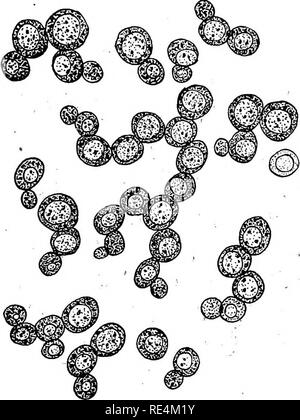 . Bactériologie pharmaceutique. Bactériologie, désinfection et de désinfectants. Les LEVURES ET MOISISSURES 29s 3. D'autres espèces de Mucor sont susceptibles de provoquer des con- ditions dans l'homme et chez les animaux inférieurs. Certains sont la cause de maladies infectieuses mortelles dans ces casse-pieds de la maison comme la mouche commune. Attaque d'autres fruits, comme les poires, figues en particulier, des objets en cuir comme des gants, etc. II. Les ascomycètes. Les spores formées dans les asques (sacs). I. Saccharomycetes-^levures approprié. a. Saccharomyces cerevisea. Ce nom est appliqué à de nombreuses espèces ou variétés de levures concernées dans les processus de fermentation, comme dans la bière, vin un Banque D'Images