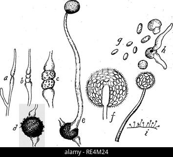 . Bactériologie pharmaceutique. Bactériologie, désinfection et de désinfectants. Chapitre XIII LES LEVURES ET MOISISSURES Les organismes couramment désignés comme les levures et moisissures, bien que n'appartenant pas à la bactérie (Schizomycetes), sont de la plus grande importance au^l'économie humaine et de jouer un rôle actif dans la vie. Certains d'entre eux sont plus utiles tandis que d'autres sont très dangereuses pour la santé. Les organismes de levure (Saccharomyces) provoquer des fermentations alcooliques dans la saccharine. Fig. 69.-Développement de Mucor mucedo. a, b, c, d, en étapes de l^ £onnation ; d, zygospores zygospore matures ; e,f, la formation d'endospores Banque D'Images