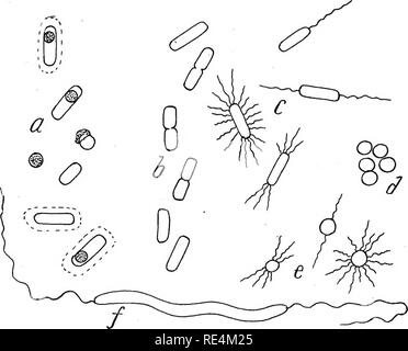 . Bactériologie pharmaceutique, avec référence spéciale à la désinfection et la stérilisation. La bactériologie. 24 BACTÉRIOLOGIE PHARMACEUTIQUE. siderable attention, pour la simple raison que leur temps est occupé par des questions d'une bien plus grande importance, à savoir la détermination de la r61e qui le microbe joue dans la vie économique. L'étudiant ne doit jamais être placé en position de justifier lui dans une tentative d'identifier un microbe donné, il trouvera une riche documentation qui va l'aider dans ses efforts. Dans le temps, sans aucun doute, il y aura une assez simple, scientifique, et de l'ensemble du système de classi- fic Banque D'Images