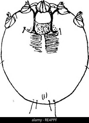 . Faisans ; leur histoire naturelle et pratique de la gestion. Faisans. ScuKPT {Parasite Sarcoptes mutans jambe). MagDiflcd 100 diamètres.. Des hommes. Femme, l'onguent soufre. distendu, vaseline, glycérine, &amp;c., mais aucun n'était d'un certain remède. Enfin on m'a dit que la paraffine commun effet rapidement un remède. A cette époque j'avais un jeune oiseau (six mois) un parfait cripple-nœuds dans ses articulations comme les noix. J'ai tout de suite appliqué la paraffine, le verser bien plus les jambes ; en une semaine il y a eu une grande amélioration, et après deux ou trois applications l'oiseau est devenu parfaitement bien. Depuis, j'h Banque D'Images