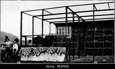 . La norme nationale livre d'assise. Les pigeons. 1907 PLUS D'HISTOIRES DE RÉUSSITE 1908. Éclairé par l'ÉLECTRICITÉ ET DU CHAUFFAGE PAR LA VAPEUR. Cela montre une partie de l'up-to-^usine date du client dans l'État de New York dont la lettre est imprimée sur cette page. Les oiseaux pendants devant le papier brun pigeonneaux sont tués juste pour les obtenir dans l'image. Les oiseaux les plus fins parfaitement accouplés. Changé ses maisons. Je tiens à vous dire à propos de mes oiseaux. J'ai reçu, à l'USINE DE Satur- PAYER BEAU- BTJILD. Â Je joins ma photo montrant quatre unités de bureau et chambre. Le bâtiment est fait de façon à ce que le bois d'oeuvre Banque D'Images