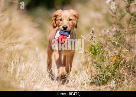 Un chiot Golden Retriever à marcher avec un rouge blanc et bleu corde balle dans sa bouche vers l'appareil photo sur une chaude journée ensoleillée Banque D'Images