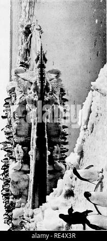 . Les manchots de l'Antarctique ; une étude de leurs habitudes sociales. Les pingouins. . Veuillez noter que ces images sont extraites de la page numérisée des images qui peuvent avoir été retouchées numériquement pour plus de lisibilité - coloration et l'aspect de ces illustrations ne peut pas parfaitement ressembler à l'œuvre originale.. Levick, George Murray, 1876-. London, William Heinemann Banque D'Images
