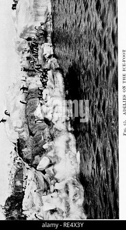 . Les manchots de l'Antarctique ; une étude de leurs habitudes sociales. Les pingouins. . Veuillez noter que ces images sont extraites de la page numérisée des images qui peuvent avoir été retouchées numériquement pour plus de lisibilité - coloration et l'aspect de ces illustrations ne peut pas parfaitement ressembler à l'œuvre originale.. Levick, George Murray, 1876-. London, William Heinemann Banque D'Images