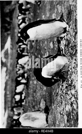 . Les manchots de l'Antarctique ; une étude de leurs habitudes sociales. Les pingouins. . Veuillez noter que ces images sont extraites de la page numérisée des images qui peuvent avoir été retouchées numériquement pour plus de lisibilité - coloration et l'aspect de ces illustrations ne peut pas parfaitement ressembler à l'œuvre originale.. Levick, George Murray, 1876-. London, William Heinemann Banque D'Images