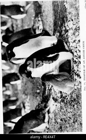 . Les manchots de l'Antarctique ; une étude de leurs habitudes sociales. Les pingouins. . Veuillez noter que ces images sont extraites de la page numérisée des images qui peuvent avoir été retouchées numériquement pour plus de lisibilité - coloration et l'aspect de ces illustrations ne peut pas parfaitement ressembler à l'œuvre originale.. Levick, George Murray, 1876-. London, William Heinemann Banque D'Images
