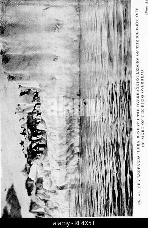 . Les manchots de l'Antarctique ; une étude de leurs habitudes sociales. Les pingouins. . Veuillez noter que ces images sont extraites de la page numérisée des images qui peuvent avoir été retouchées numériquement pour plus de lisibilité - coloration et l'aspect de ces illustrations ne peut pas parfaitement ressembler à l'œuvre originale.. Levick, George Murray, 1876-. London, William Heinemann Banque D'Images