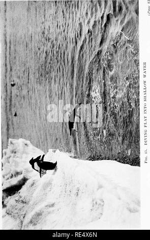 . Les manchots de l'Antarctique ; une étude de leurs habitudes sociales. Les pingouins. . Veuillez noter que ces images sont extraites de la page numérisée des images qui peuvent avoir été retouchées numériquement pour plus de lisibilité - coloration et l'aspect de ces illustrations ne peut pas parfaitement ressembler à l'œuvre originale.. Levick, George Murray, 1876-. London, William Heinemann Banque D'Images