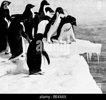 . Les manchots de l'Antarctique ; une étude de leurs habitudes sociales. Les pingouins. Fic. 4t. «Wiiiox srccEKUKU rrsiiixc rmov ix une lIKlIt MJIBKl du I' ; llKK CIIANE THEII, tout serait ! XIX'KS (l'EI&gt ;, l'EUGÈNE" U'lige 83). Veuillez noter que ces images sont extraites de la page numérisée des images qui peuvent avoir été retouchées numériquement pour plus de lisibilité - coloration et l'aspect de ces illustrations ne peut pas parfaitement ressembler à l'œuvre originale.. Levick, George Murray, 1876-. London, William Heinemann Banque D'Images