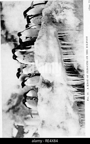 . Les manchots de l'Antarctique ; une étude de leurs habitudes sociales. Les pingouins. . Veuillez noter que ces images sont extraites de la page numérisée des images qui peuvent avoir été retouchées numériquement pour plus de lisibilité - coloration et l'aspect de ces illustrations ne peut pas parfaitement ressembler à l'œuvre originale.. Levick, George Murray, 1876-. London, William Heinemann Banque D'Images