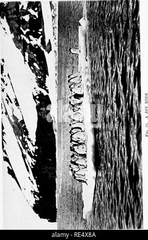 . Les manchots de l'Antarctique ; une étude de leurs habitudes sociales. Les pingouins. . Veuillez noter que ces images sont extraites de la page numérisée des images qui peuvent avoir été retouchées numériquement pour plus de lisibilité - coloration et l'aspect de ces illustrations ne peut pas parfaitement ressembler à l'œuvre originale.. Levick, George Murray, 1876-. London, William Heinemann Banque D'Images