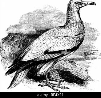 . Un manuel illustré de la oiseaux. Les oiseaux. VULTURID^. 313. Le PERCNOPTÈRE. NEOPHRON percn6pterus (Linnaeus). En octobre 1825 deux oiseaux de cette espèce ont été observés près de Kilve, Bridgewater Bay, Somersetshire, quand l'un, qui se nourrissent sur la carcasse d'une brebis, a été tué, et s'est révélé en plumage immature. Un autre exemple immature a été tué le 28 septembre 1868, dans une ferme-cour à Peldon, Essex, où il avait été attiré par le sang de certaines oies. Le Percnoptère a dévié de la Norvège et l'Allemagne, mais sa nidification plus nord-places semblent b Banque D'Images