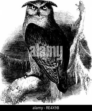 . Un manuel illustré de la oiseaux. Les oiseaux. STRIGID^. 309. L'aigle-hibou. Bubo ignavus, T. P'orster. De temps à autre des exemples de ce grand et beau d'espèces ont été enregistrées en Grande-Bretagne ; mais certaines de ces personnes sont connues pour avoir échappé à cette semi-captivité dans laquelle ils sont souvent conservés, tandis que les soupçons se fixe à d'autres. Les oiseaux qui étaient probablement de véritables migrants en provenance du nord de l'Europe ont, cependant, été obtenue, à de longs intervalles, dans l'Orkney et Shetland et aussi sur l'Écosse continentale, tandis qu'en Angleterre une femme qui n'a montré aucun signe d'avoir bee Banque D'Images