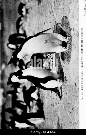 . Les manchots de l'Antarctique ; une étude de leurs habitudes sociales. Les pingouins. . Veuillez noter que ces images sont extraites de la page numérisée des images qui peuvent avoir été retouchées numériquement pour plus de lisibilité - coloration et l'aspect de ces illustrations ne peut pas parfaitement ressembler à l'œuvre originale.. Levick, George Murray, 1876-. London, William Heinemann Banque D'Images